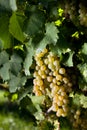 Winegrapes Royalty Free Stock Photo