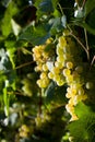 Winegrapes Royalty Free Stock Photo