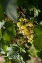 Winegrapes Royalty Free Stock Photo