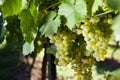 Winegrapes Royalty Free Stock Photo