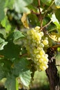 Winegrapes Royalty Free Stock Photo