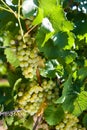 Winegrapes Royalty Free Stock Photo