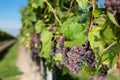 Winegrapes Royalty Free Stock Photo