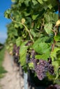 Winegrapes Royalty Free Stock Photo
