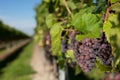 Winegrapes Royalty Free Stock Photo