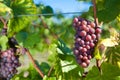 Winegrapes Royalty Free Stock Photo