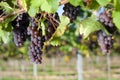 Winegrapes Royalty Free Stock Photo