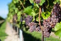 Winegrapes Royalty Free Stock Photo