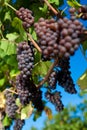 Winegrapes Royalty Free Stock Photo