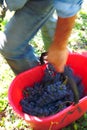 Winegrower