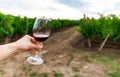 Winegrower in his vineyard smells and tastes a glass of high quality