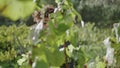 Winegrower looking grape vine walking between grapevine bushes rows close up.