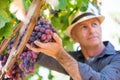 Winegrower man in straw hat picking ripe grapes Royalty Free Stock Photo