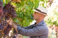 Winegrower man in straw hat picking ripe grapes Royalty Free Stock Photo