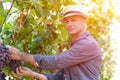 Winegrower man in straw hat picking ripe grapes Royalty Free Stock Photo