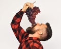 Winegrower with open mouth eats cluster of grapes.