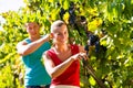 Winegrower picking grapes at harvest time