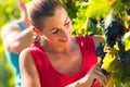 Winegrower picking grapes at harvest time