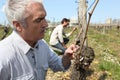 Winegrowers pruning vines