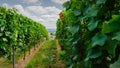 winegrowers in summer in germany, grape fields Royalty Free Stock Photo
