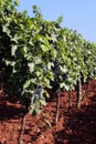 Winegrowing Royalty Free Stock Photo