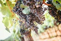 Winegrowing in summer: ripe vine grapes on a farm