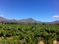 Winelands, Cape Town, South Africa Royalty Free Stock Photo