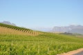The Winelands Stellenbosch cape town Royalty Free Stock Photo