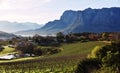 Winelands Stellenbosch Royalty Free Stock Photo