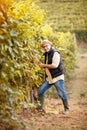 Winemaker harvest the grape at his vineyard