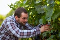 Winemaker harvesting grapes Royalty Free Stock Photo