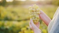 Winemaker holding a bunch of grapes on the background of the vineyard