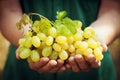 Winemaker holding in hands the harvest of ripe grape. Organic fruits and farming theme.