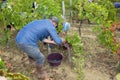 Winemaker man picking grapes harvest time in st.emilion Bordeaux France