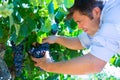 Winemaker oenologist checking bobal wine grapes