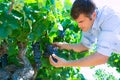 Winemaker oenologist checking bobal wine grapes Royalty Free Stock Photo