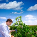 Winemaker oenologist checking Tempranillo wine grapes