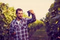 Winemaker picking blue grapes Royalty Free Stock Photo