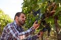 Winemaker picking blue grapes