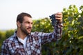 Winemaker picking blue grapes