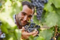 Winemaker at picking blue grapes