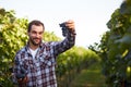 Winemaker picking blue grapes