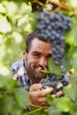 Winemaker at picking blue grapes Royalty Free Stock Photo