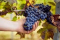 Winemaker picking grapes during harvest