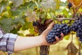 Winemaker picking grapes in vineyard