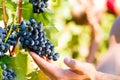 Winemaker picking wine grapes