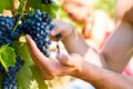 Winemaker picking wine grapes