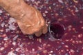 Winemaker`s hand with a glass mug, picking up juice from grape must.