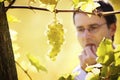 Winemaker tasting grapes in vineyard.