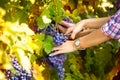 Winemaker woman picking grapes at harvest time